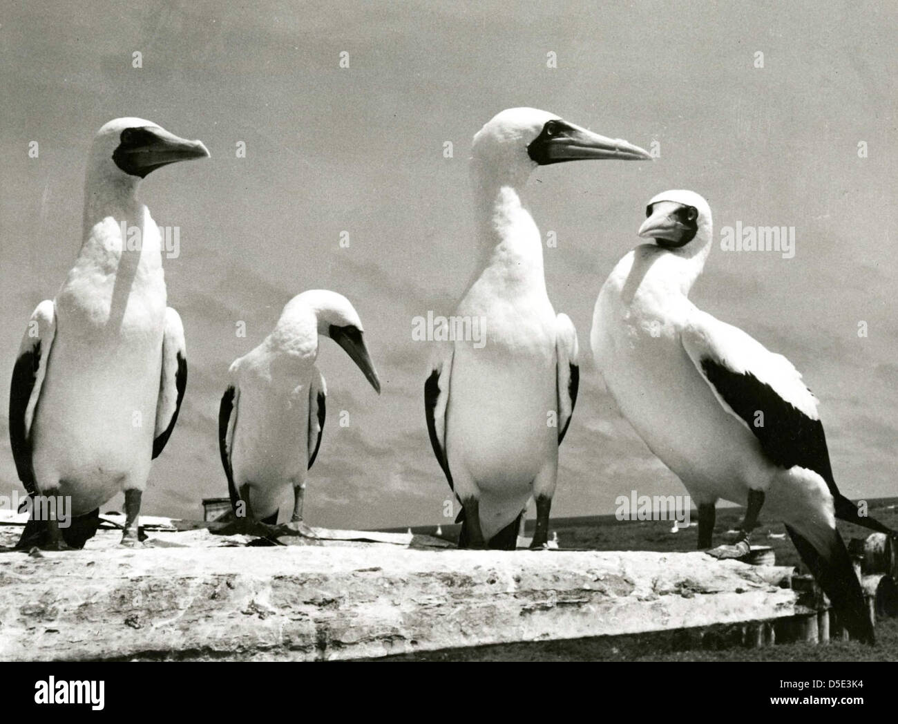 Boobies dalla faccia blu, una specie di uccelli marini, fotografati nell'Oceano Pacifico l'11 novembre 1968. Questa immagine dello Smithsonian Institution evidenzia le caratteristiche uniche dell'uccello e il suo habitat naturale nella regione del Pacifico. Foto Stock Boobies dalla faccia blu, una specie di uccelli marini, fotografati nell'Oceano Pacifico l'11 novembre 1968. Questa immagine dello Smithsonian Institution evidenzia le caratteristiche uniche dell'uccello e il suo habitat naturale nella regione del Pacifico. Foto Stock