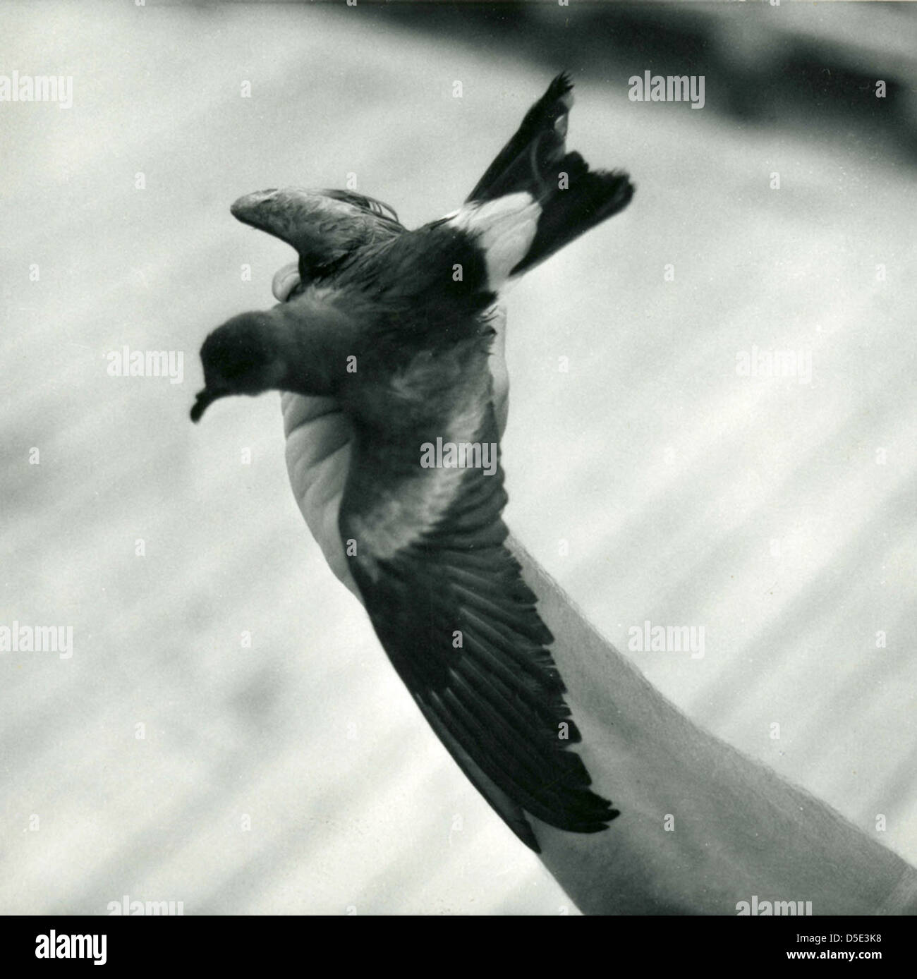 Questa foto mostra un petalo di tempesta di Leach in mare nell'Oceano Pacifico, scattato tra il 1961 e il 1973, come parte di uno studio dello Smithsonian Institution sugli uccelli. Foto Stock Questa foto mostra un petalo di tempesta di Leach in mare nell'Oceano Pacifico, scattato tra il 1961 e il 1973, come parte di uno studio dello Smithsonian Institution sugli uccelli. Foto Stock