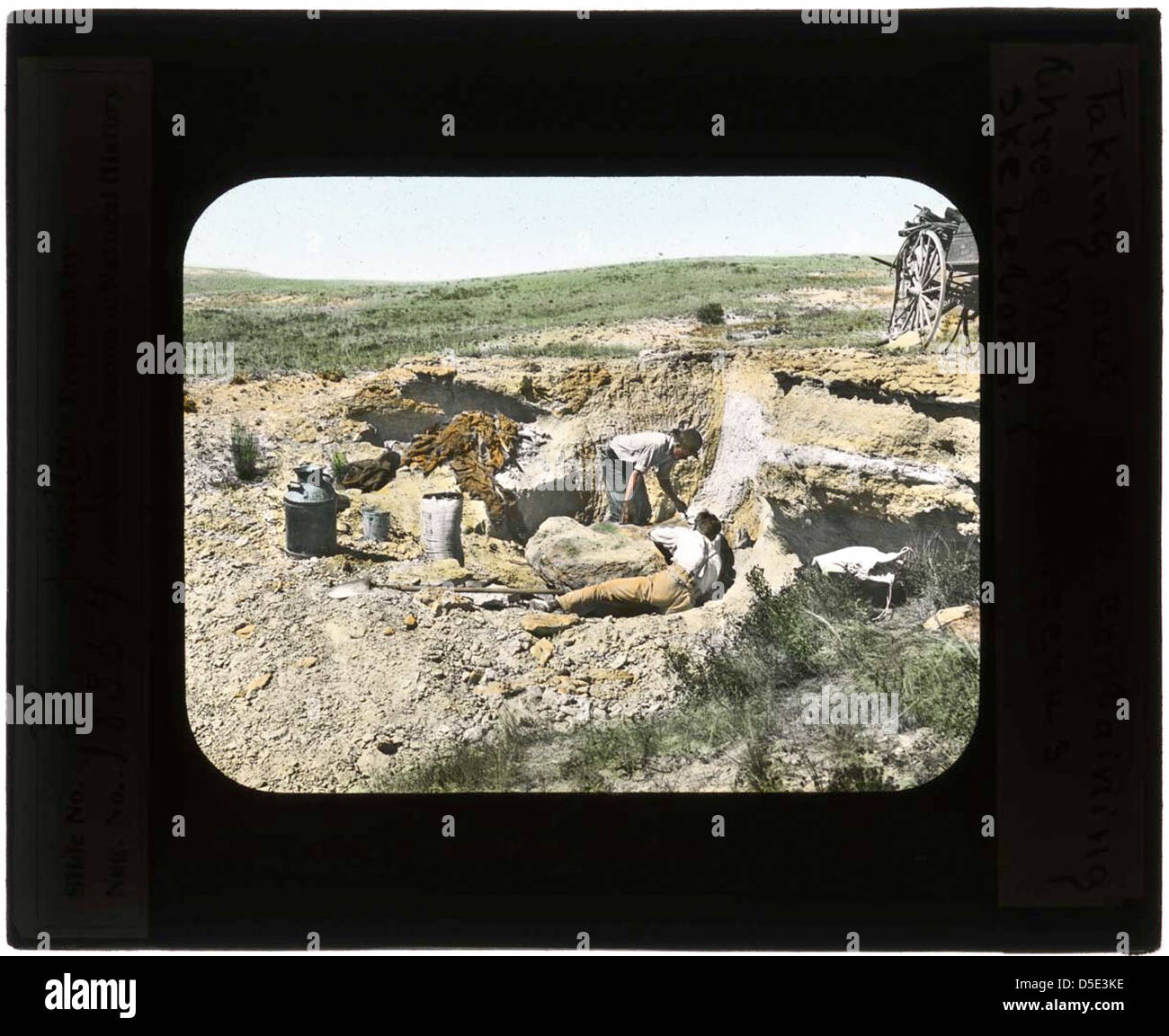 Presso lo Smithsonian Institution, una squadra estrae una lastra contenente tre scheletri di Merycochoerus, un'importante scoperta nello studio dei mammiferi preistorici. Il Merycochoerus, un genere estinto di creature simili a maiali, fornisce preziose informazioni sugli antichi ecosistemi. Questo lavoro fa parte degli sforzi in corso dello Smithsonian per preservare e studiare gli esemplari fossili. Foto Stock