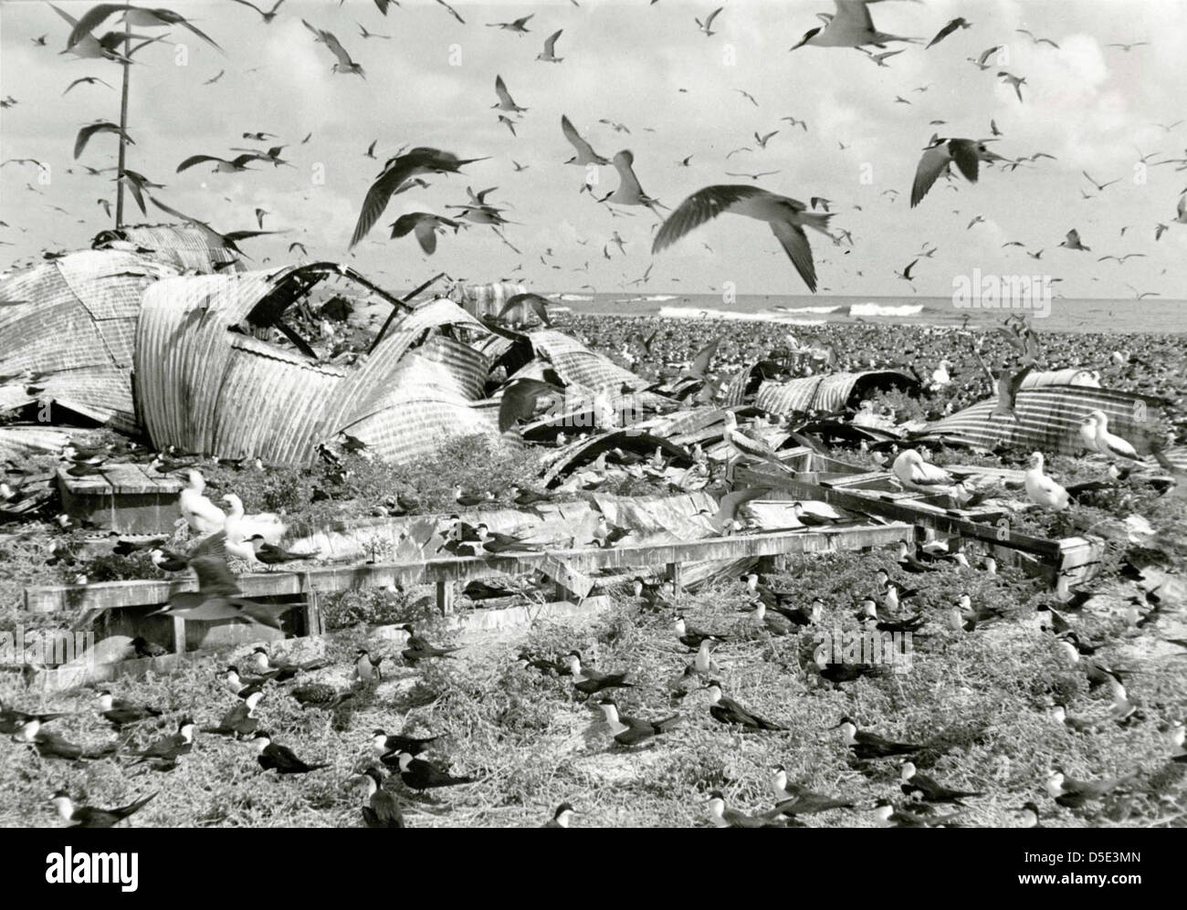 Una fotografia di East Island, con un uccello fischiato dai piedi rossi che nidifica vicino all'oceano il 12 giugno 1966. L'immagine faceva parte di una spedizione documentata dallo Smithsonian Institution. Foto Stock Una fotografia di East Island, con un uccello fischiato dai piedi rossi che nidifica vicino all'oceano il 12 giugno 1966. L'immagine faceva parte di una spedizione documentata dallo Smithsonian Institution. Foto Stock