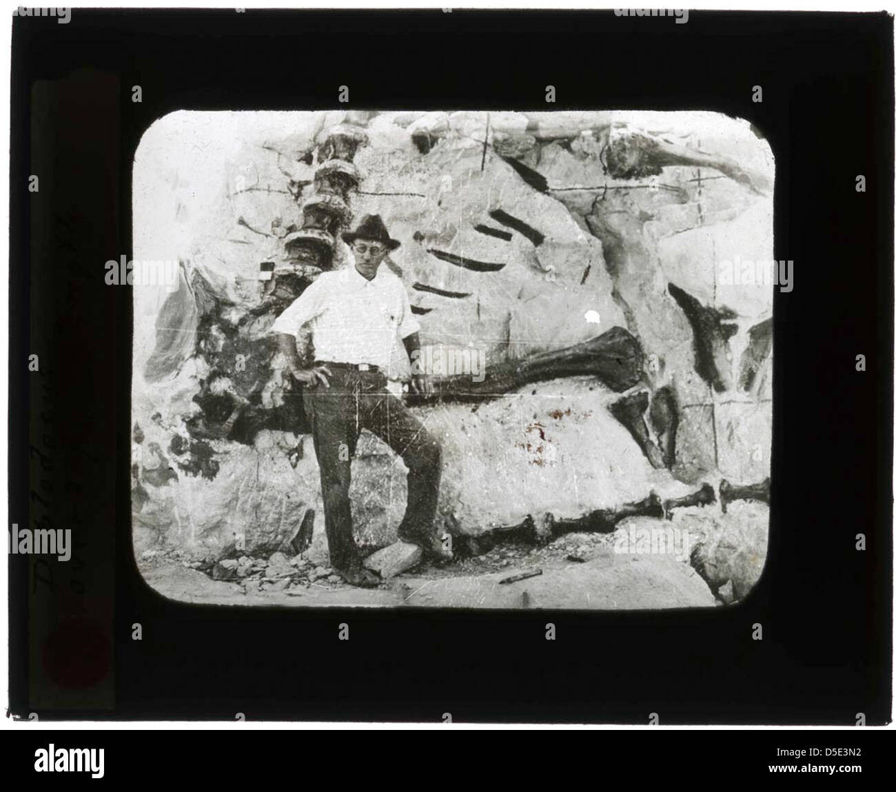 Un Diplodocus, uno dei più grandi dinosauri, era lungo oltre 80 metri. Questo dinosauro sauropode visse durante il tardo Giurassico ed era noto per il suo lungo collo e coda. L'esemplare qui mostrato è conservato nello Smithsonian Institution, offrendo uno sguardo nel mondo preistorico dei giganti dinosauri erbivori. Foto Stock