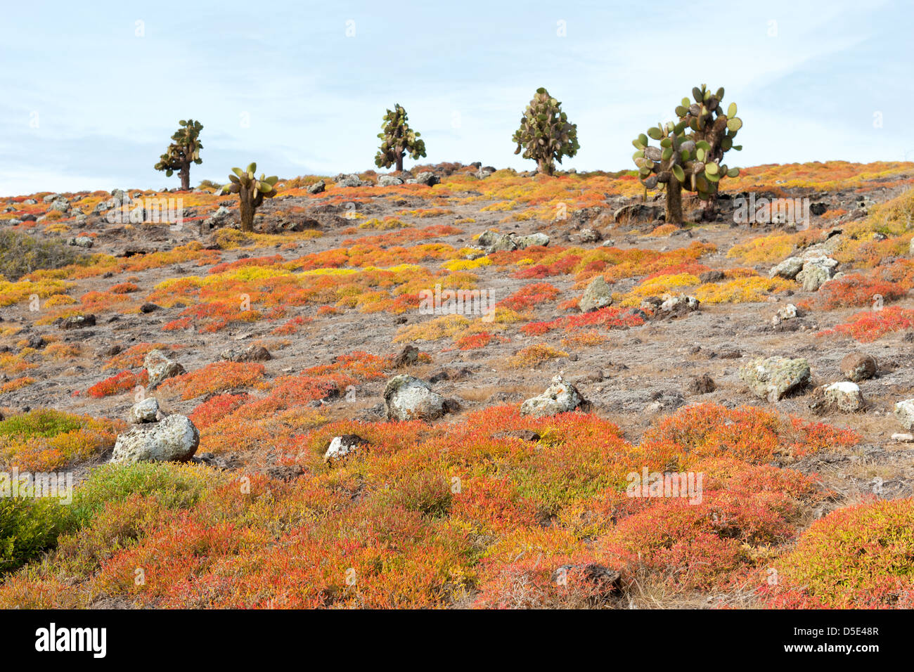 Ficodindia alberi di cactus (Opuntia echios) & Galapagos erbaccia tappeti (portulacastrum edmondstonei) su South Plazas Island, Galapagos Foto Stock