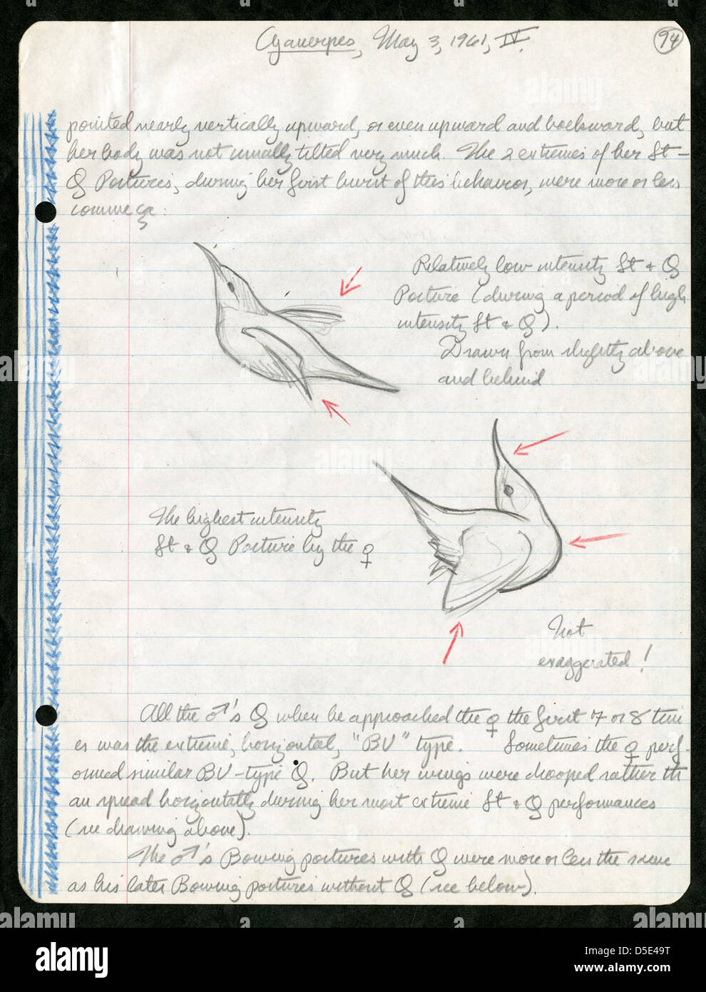 Note di campo di Martin H. Moynihan dal suo studio del 1961 sui Cyanerpes, un genere di uccelli, a Panama. Le note includono schizzi e osservazioni sul comportamento e l'habitat della specie. Foto Stock Note di campo di Martin H. Moynihan dal suo studio del 1961 sui Cyanerpes, un genere di uccelli, a Panama. Le note includono schizzi e osservazioni sul comportamento e l'habitat della specie. Foto Stock