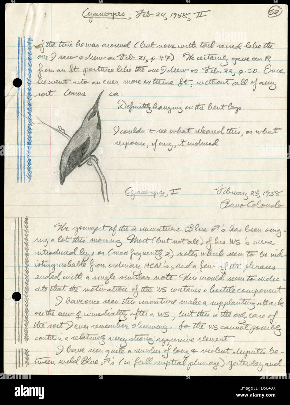 Le note di Martin H. Moynihan del 1958 sui Cyanerpes forniscono informazioni sullo studio delle specie di uccelli a Panama. Queste note fanno parte del suo significativo lavoro in ornitologia e contribuiscono alla conoscenza scientifica sulla vita degli uccelli tropicali. Foto Stock Le note di Martin H. Moynihan del 1958 sui Cyanerpes forniscono informazioni sullo studio delle specie di uccelli a Panama. Queste note fanno parte del suo significativo lavoro in ornitologia e contribuiscono alla conoscenza scientifica sulla vita degli uccelli tropicali. Foto Stock