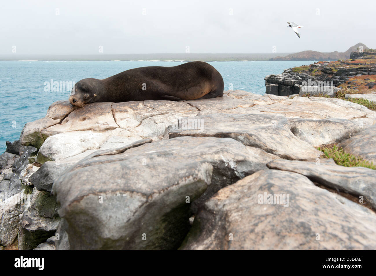 Un maschio Sealion Galapagos (Zalophus wollebaeki) dorme sulle rocce che guarda sul mare Foto Stock