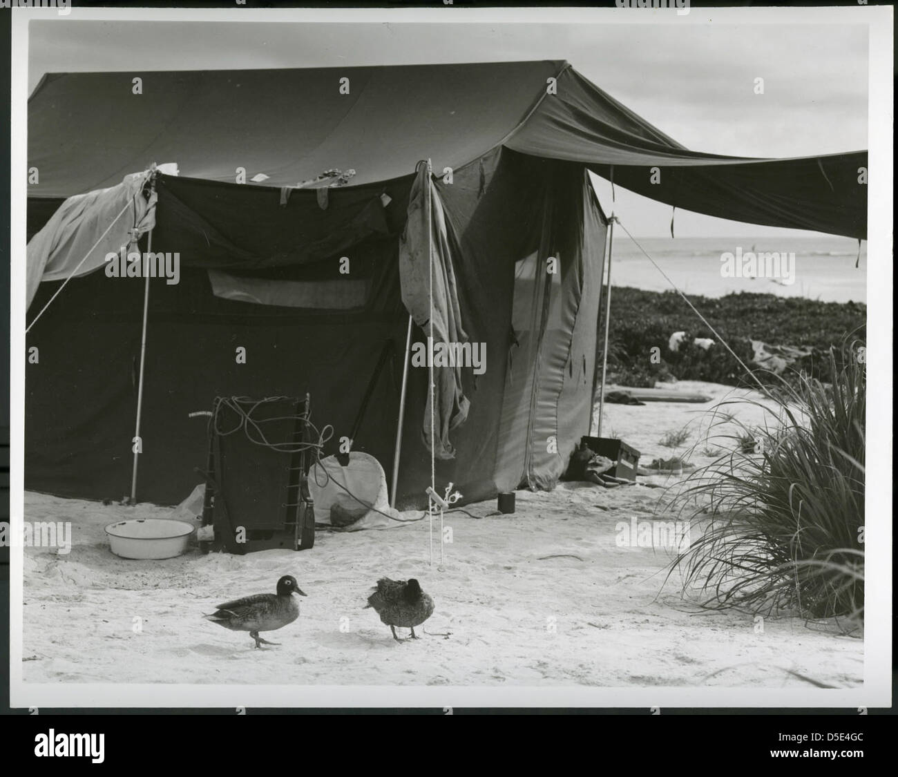 Campeggio a Isole Hawaii National Wildlife Refuge, 16 giugno 1962 Foto Stock