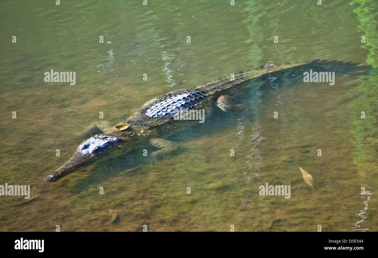 Crocodille di acqua dolce in un billabong del Lennard River a Windjana Gorge National Park, Kimberley, Australia occidentale Foto Stock