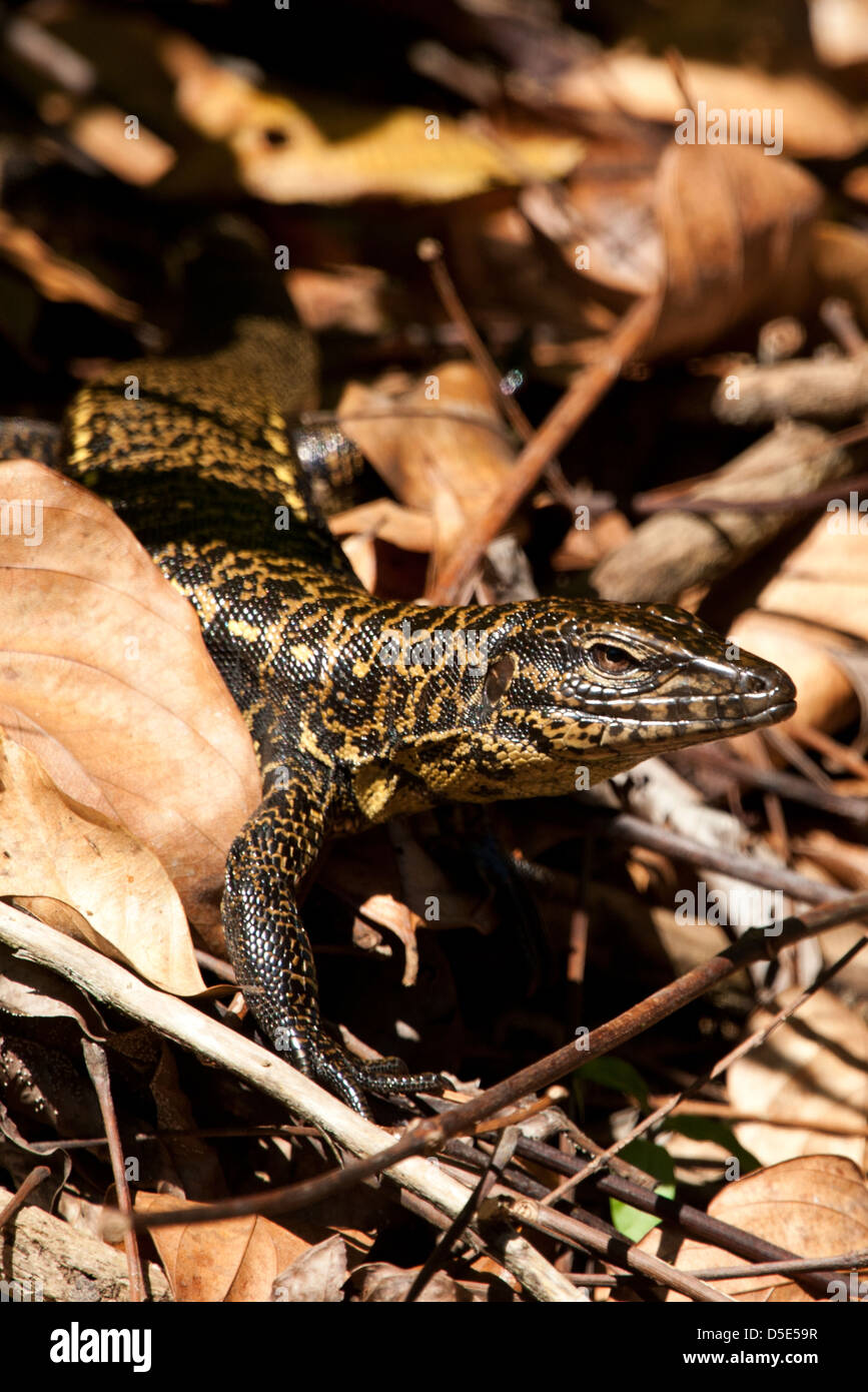 Un Golden Tegu nasconde nella figliata di foglia (Tupinambis teguixin) Foto Stock