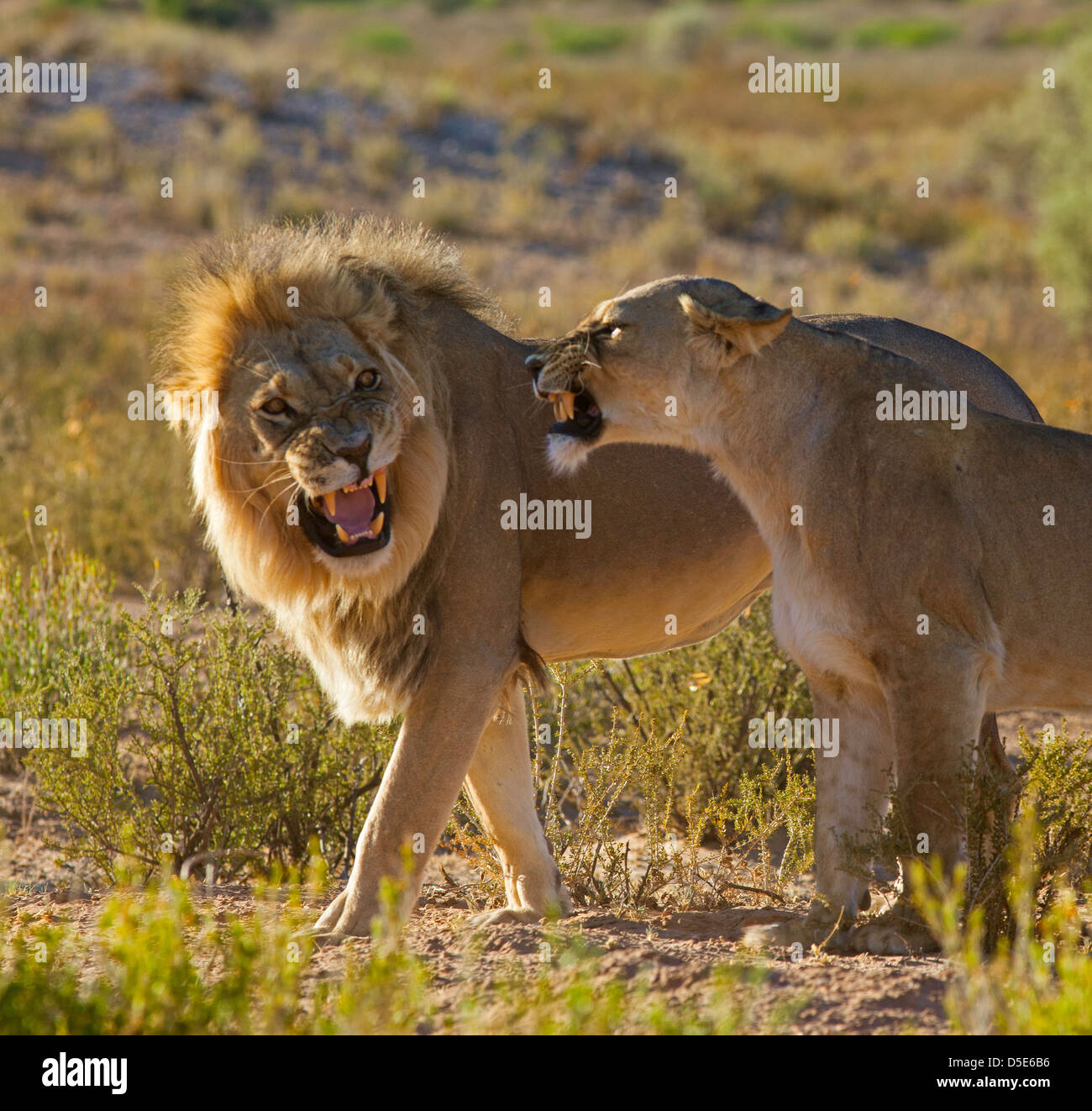 Lion giovane corteggiamento aggressione del comportamento Foto Stock