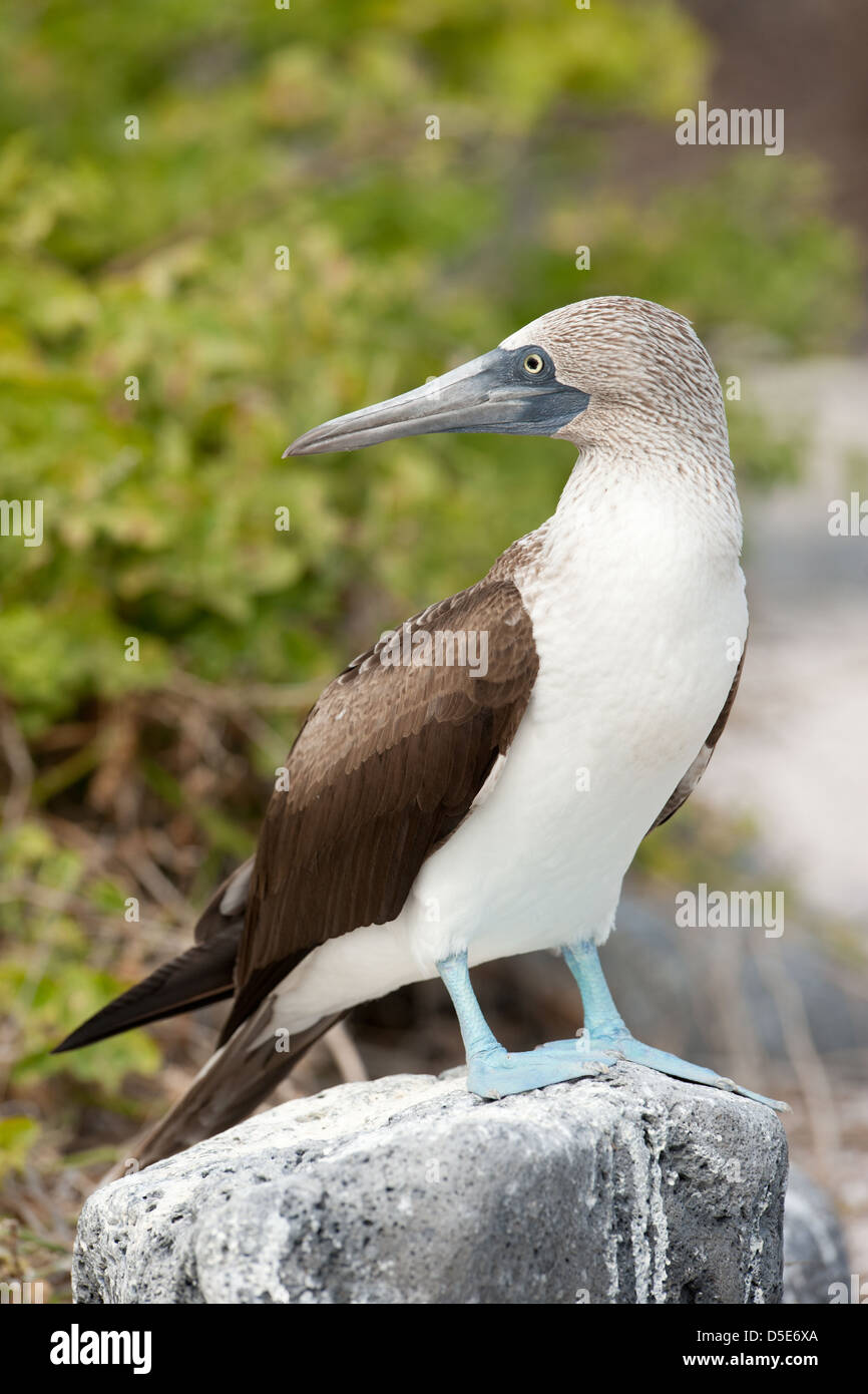 Sula Piediblu o Booby (Sula nebouxii) in piedi su una roccia Foto Stock