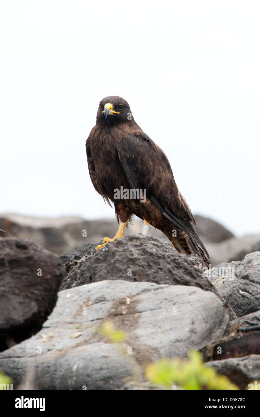 Le Galapagos Hawk (Buteo galapagoensis) Foto Stock