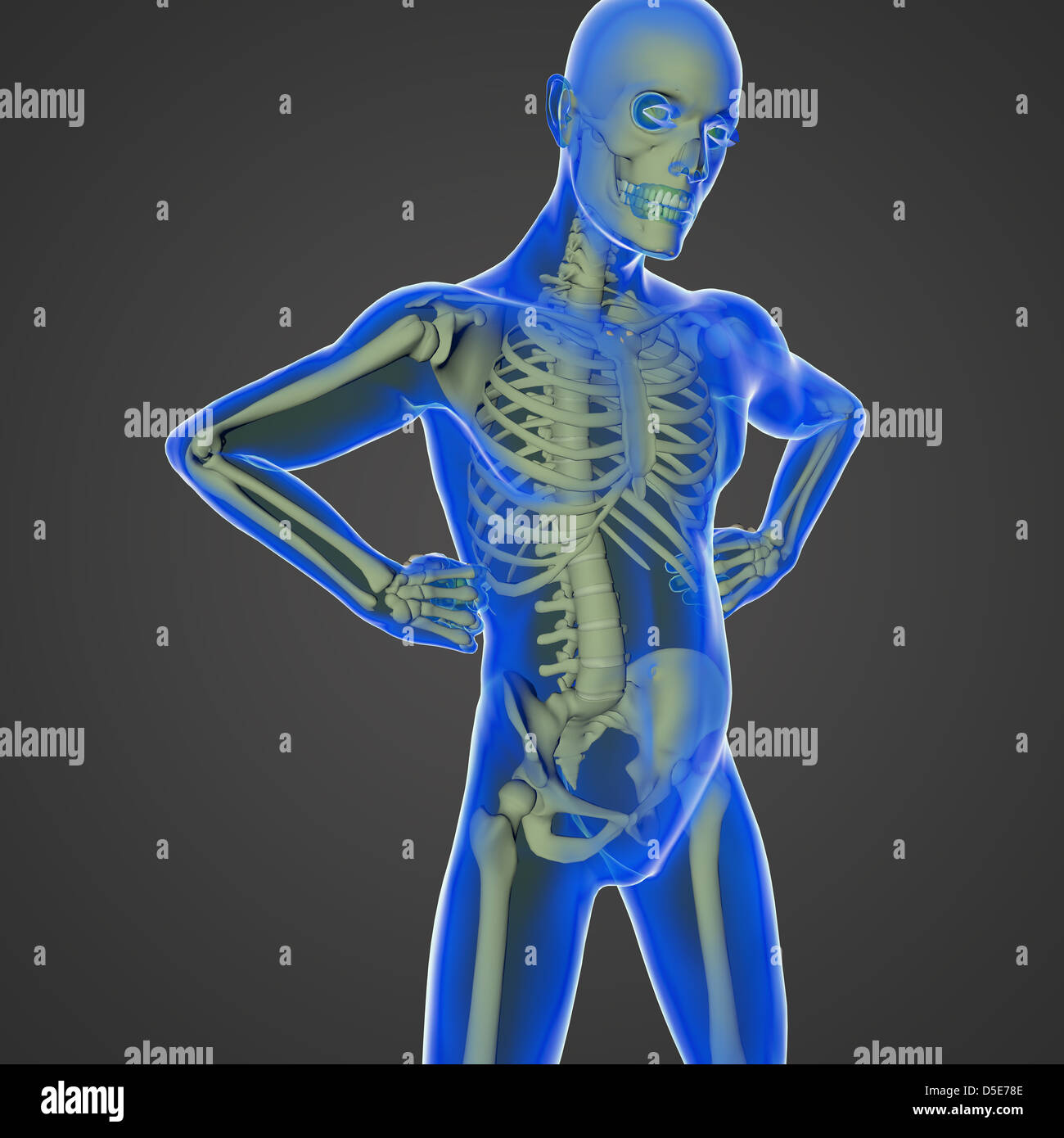 Il corpo umano è una meraviglia della natura con tutti gli organi, lo scheletro e la pelle trasparente Foto Stock