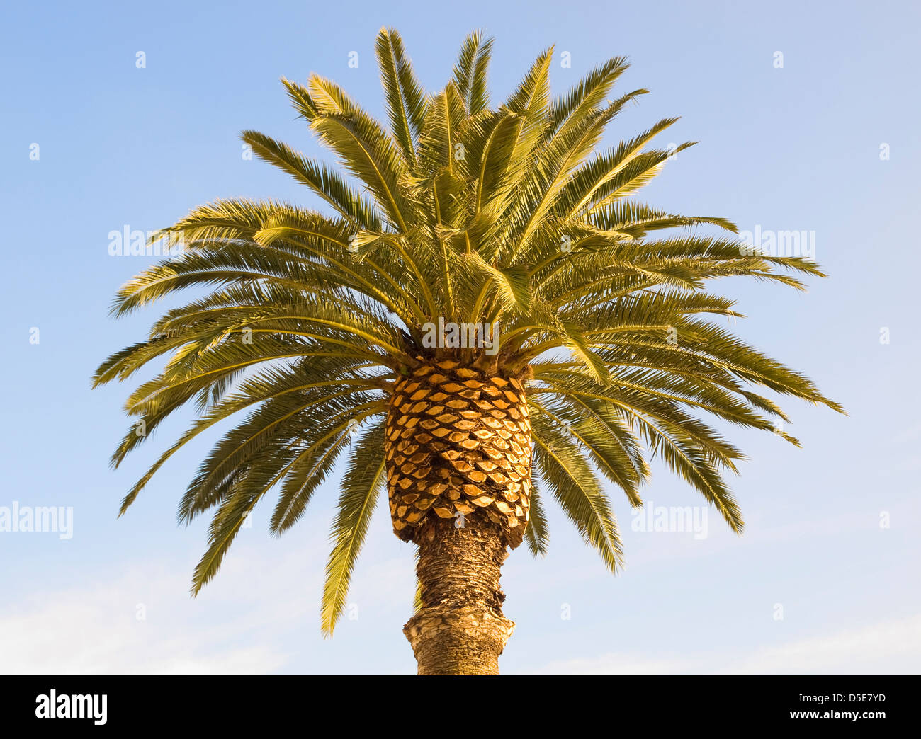 Palm tree. La foto mostra la parte superiore di un albero di palma Foto Stock