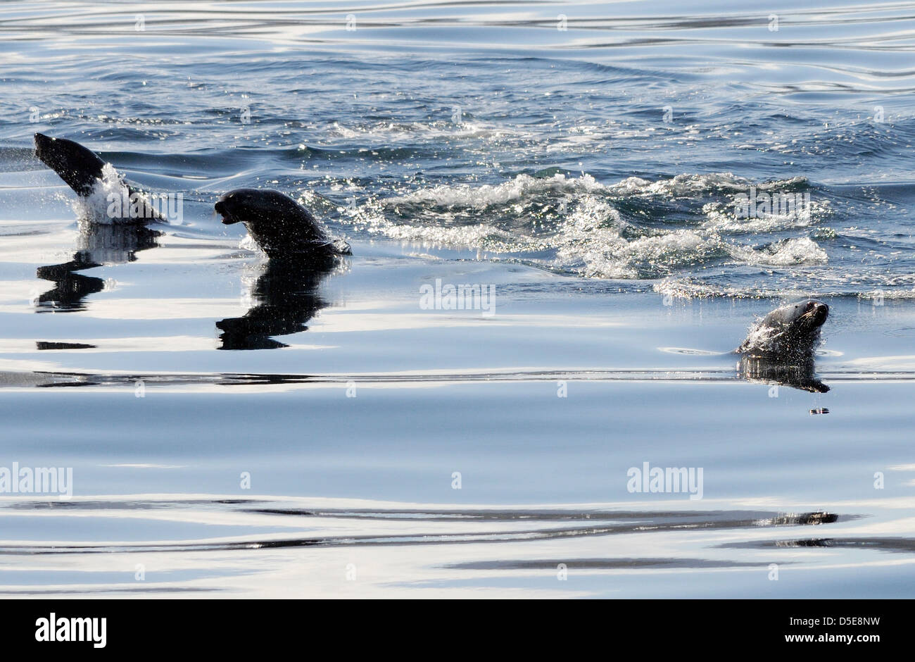 Foche orecchie, foche o leoni di mare, salto dal mare nei pressi di Capo Horn. Capo Horn Parco Nazionale. Foto Stock