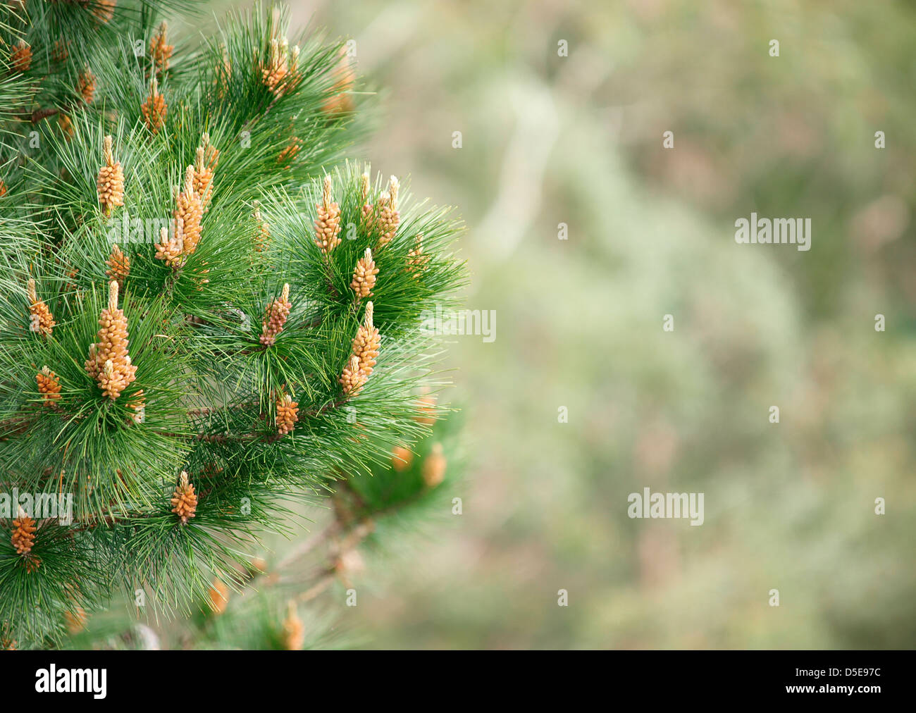 Foglia di pino sfondo. La natura di un dettaglio. Foto Stock
