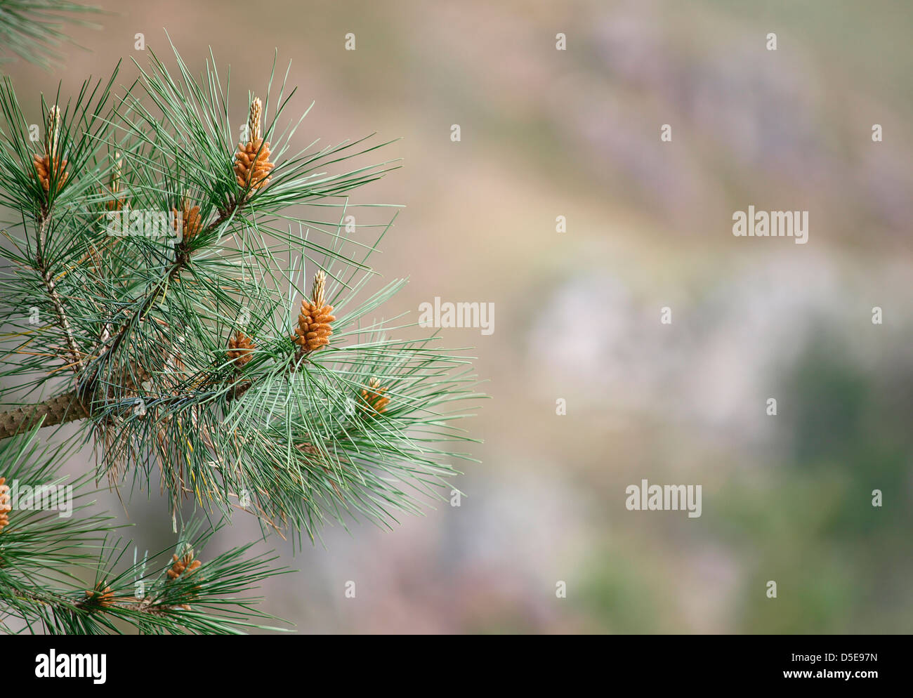 Foglia di pino sfondo. La natura di un dettaglio. Foto Stock