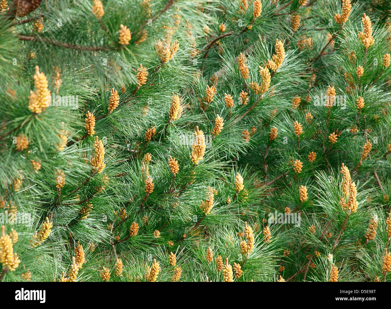 Foglia di pino sfondo. La natura di un dettaglio. Foto Stock