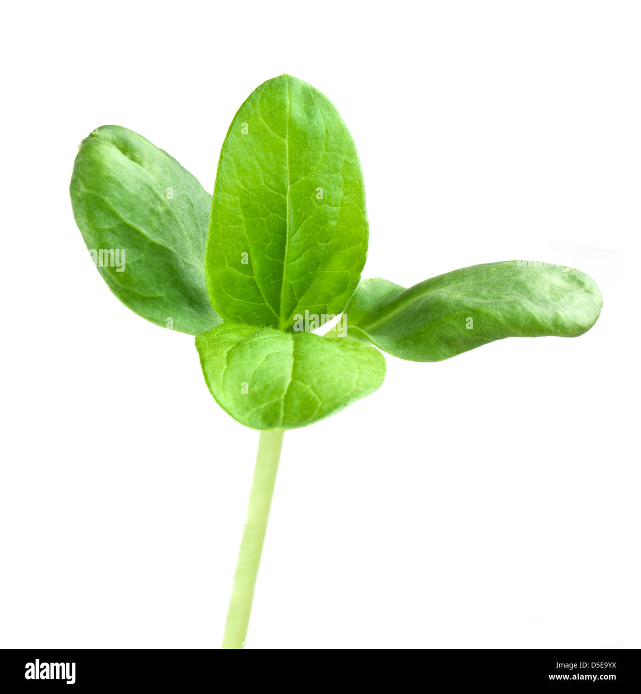 I cavoli verdi di girasole Foto Stock