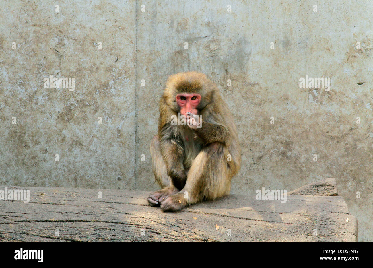 Un macaque Giapponese presso lo Zoo di Hamura Tokyo Giappone Foto Stock