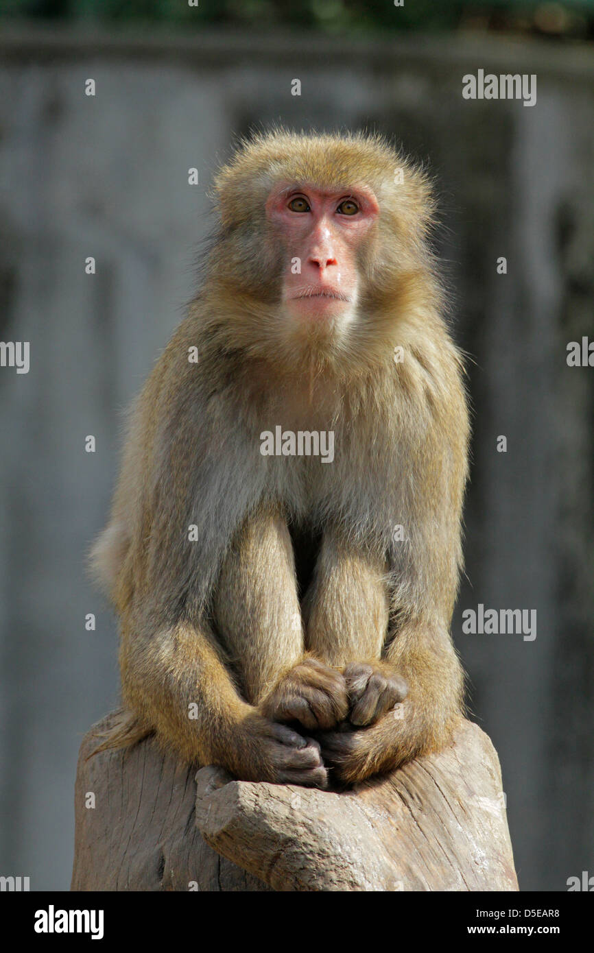 Un macaque Giapponese presso lo Zoo di Hamura Tokyo Giappone Foto Stock