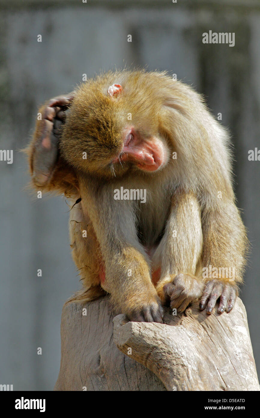 Un macaque Giapponese presso lo Zoo di Hamura Tokyo Giappone Foto Stock