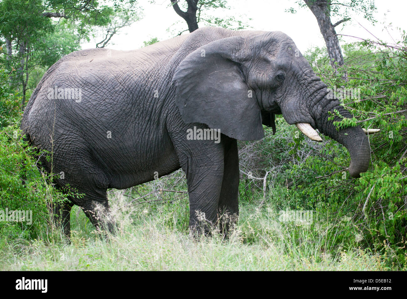 Close up di un bush Africano elefante o savana africana elephant Loxodonta africana lato sulla navigazione la savana Foto Stock