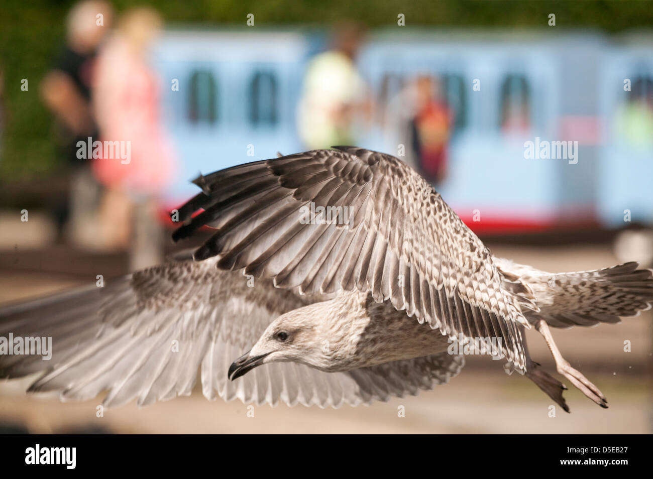 Unione Herring Gull Larus argentatus piombando giù cercando di neutralizzare alcuni alimenti presso il parco Foto Stock