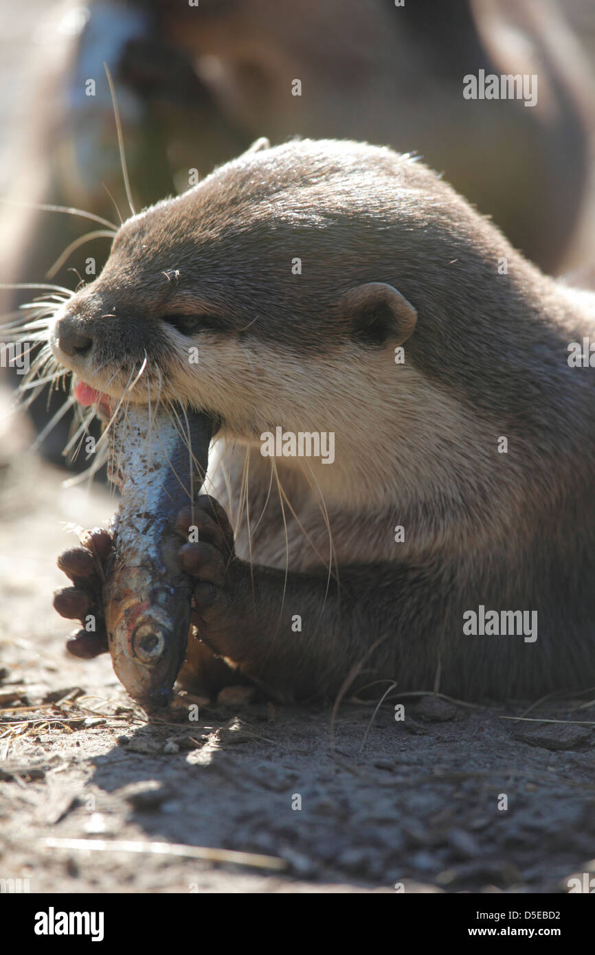 Asian corto-artigliato lontra (Aonyx cinerea), noto anche come il piccolo asiatico-artigliato lontra o oriental piccoli artigli otter Foto Stock