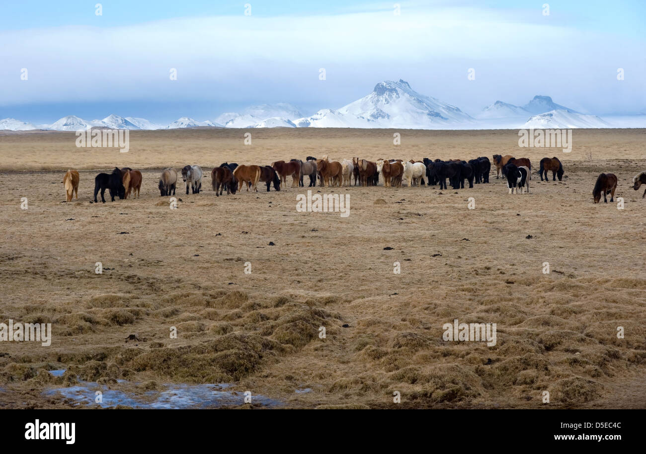 Cavalli islandesi sono in piedi in un campo con le montagne sullo sfondo Foto Stock