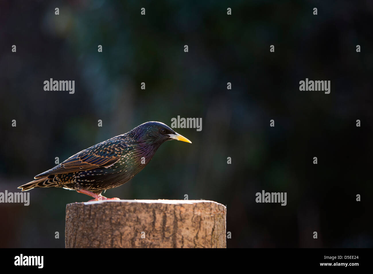 Lo Sturnus vulgaris. Starling su un ceppo di albero nella luce del mattino contro uno sfondo scuro Foto Stock
