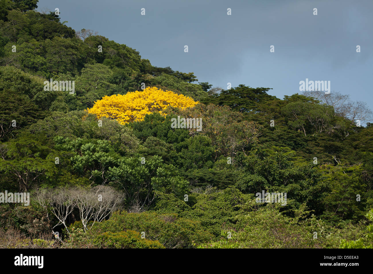 Alberi di oro, sci.name; Tabebuia guayacan, vicino Gamboa, parco nazionale di Soberania, Repubblica di Panama. Foto Stock