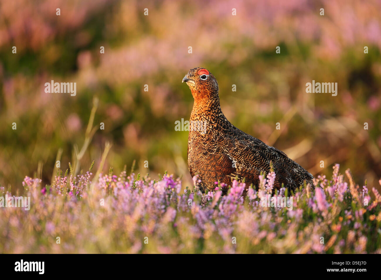 Maschio di gallo forcello rosso (Lagopus lagopus scoticus) nella luce calda tra rosa e viola i fiori di erica Foto Stock