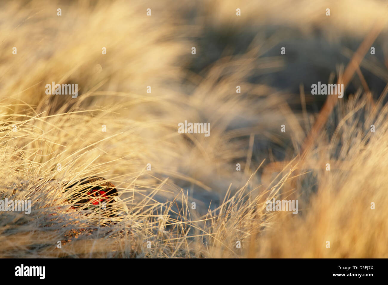 Il fagiano comune (Phasianus colchicus) maschio nascosto tra alte erbe Foto Stock