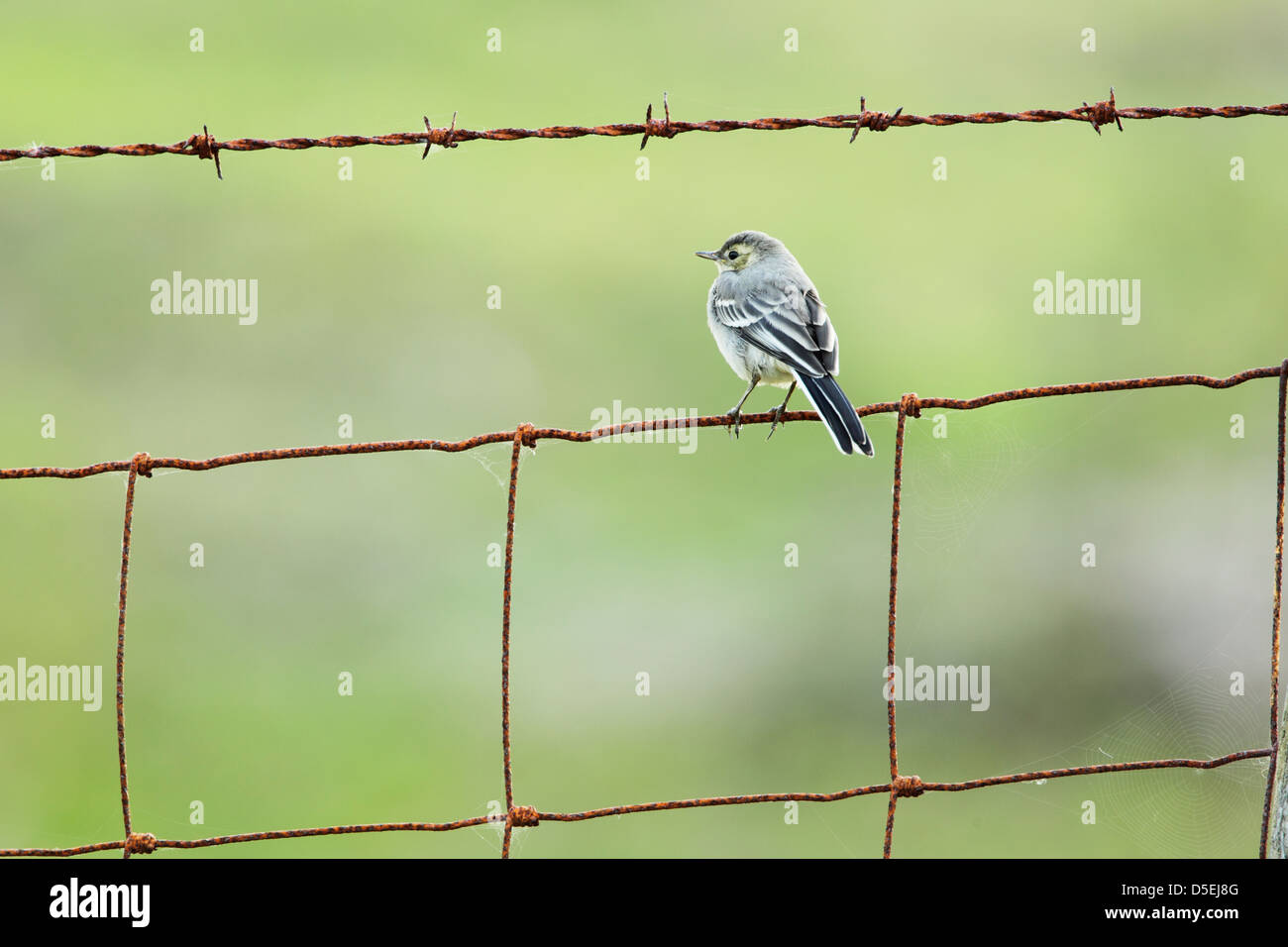 I capretti pied wagtail (Motacilla alba) appollaiato su un arrugginimento recinto di filo al di sotto di un percorso di filo spinato Foto Stock