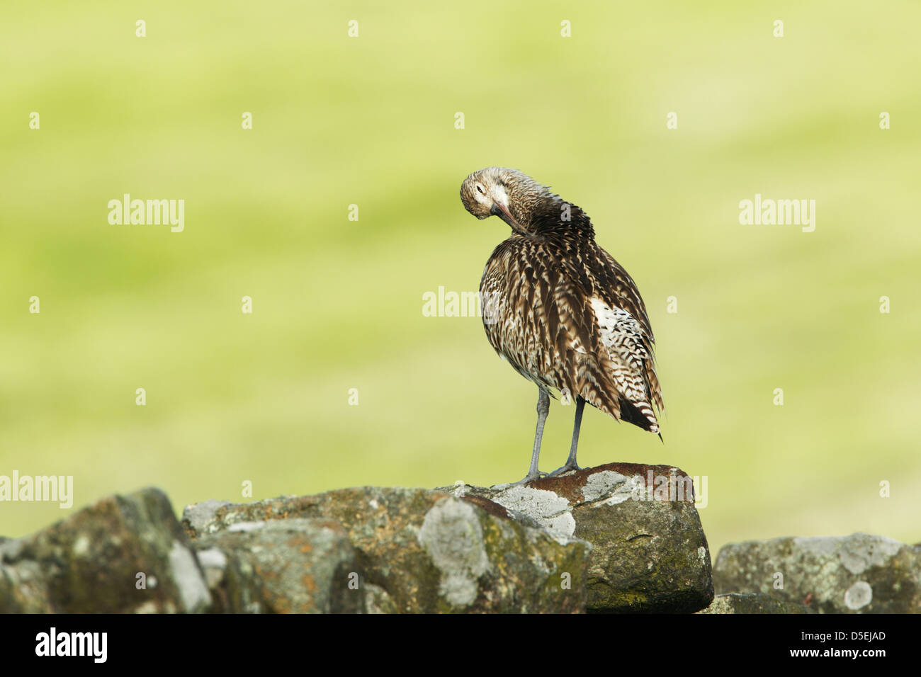 Eurasian Curlew (Numenius arquata) preening mentre in piedi su un muro di pietra in luce del sole di mattina Foto Stock