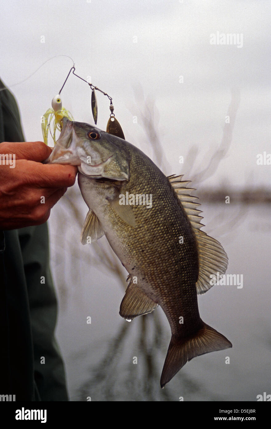 Fisherman tenendo un Smallmouth (Micropterus dolomieu) dal lago OH Ivie, Texas Foto Stock