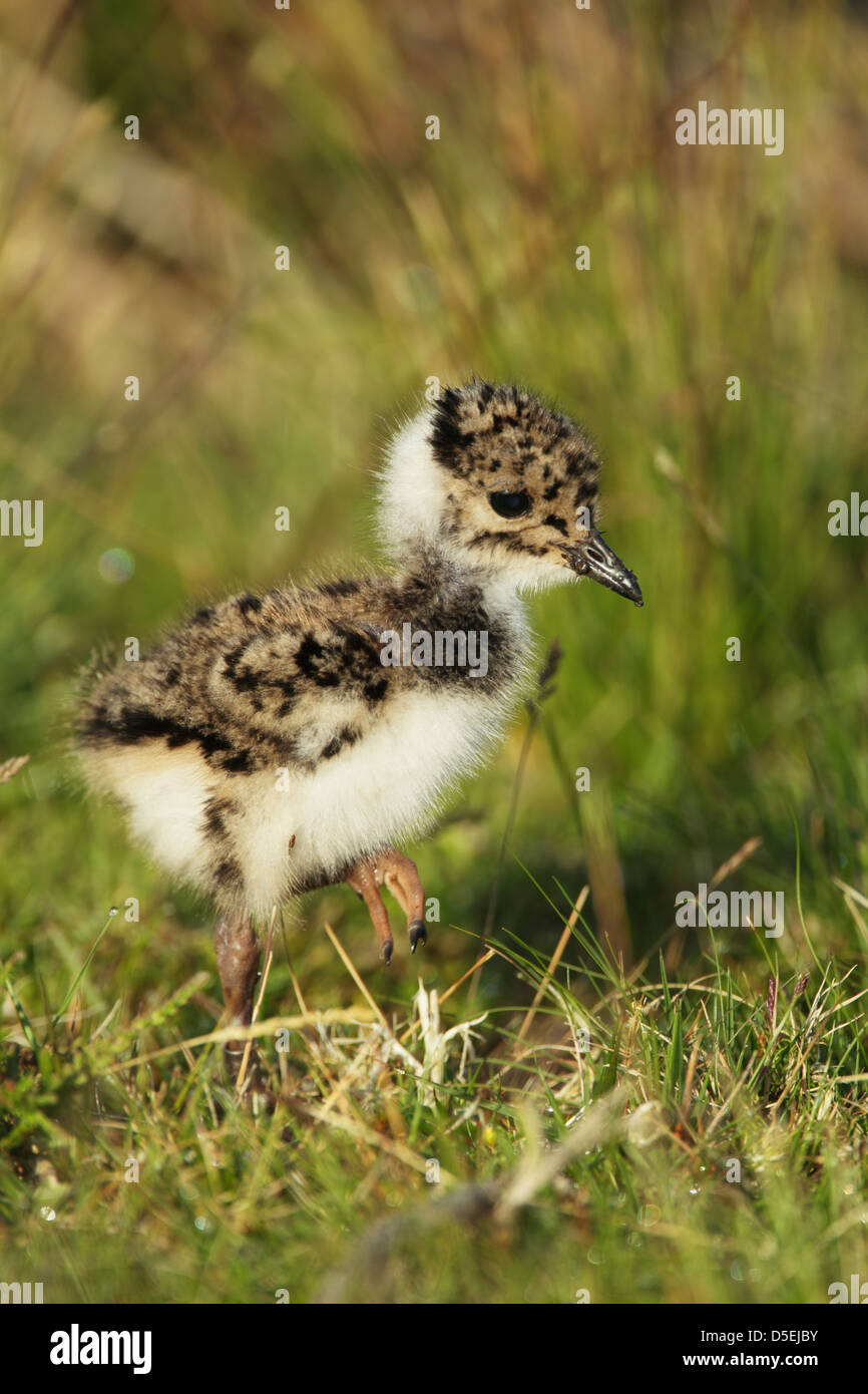 Pavoncella pulcino (Vanellus vanellus) foraggio a bordo di brughiera Foto Stock