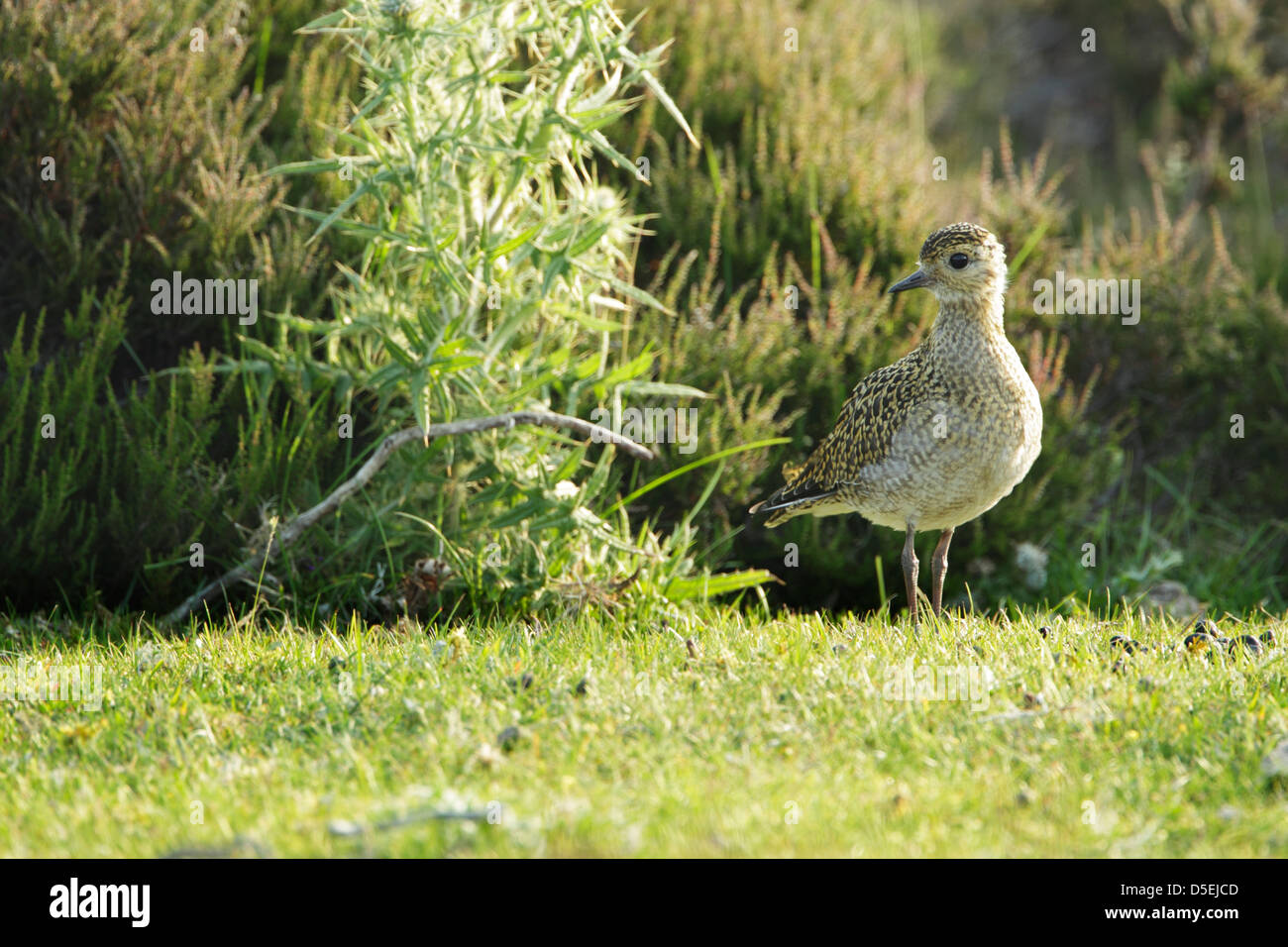 Golden Plover capretti (Pluvialis apricaria) in piedi sul prato di fronte di Heather Foto Stock