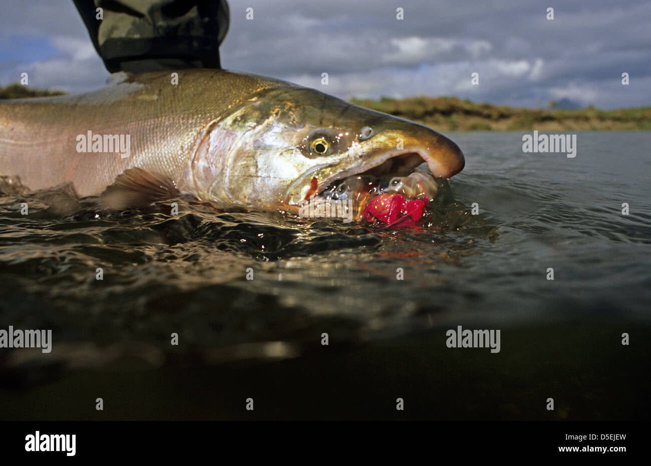 Un pescatore a mosca in procinto di rilasciare un coho Salmoni (Oncorhynchus kisutch) dal fiume Yantarni Alaska Foto Stock