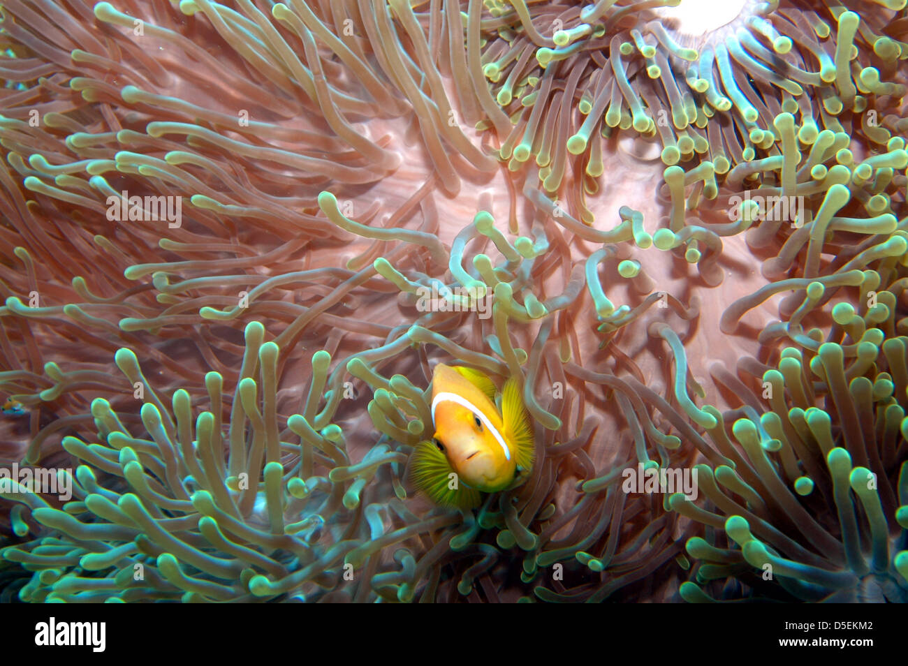 Clownfish in Anemone Foto Stock