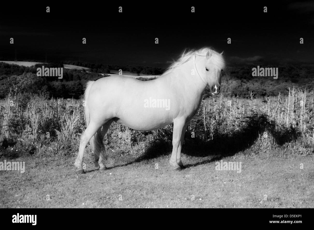 Welsh pony di montagna Foto Stock