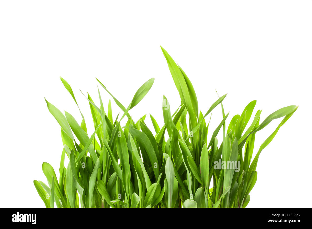 Molla di fresca erba verde isolato su sfondo bianco Foto Stock