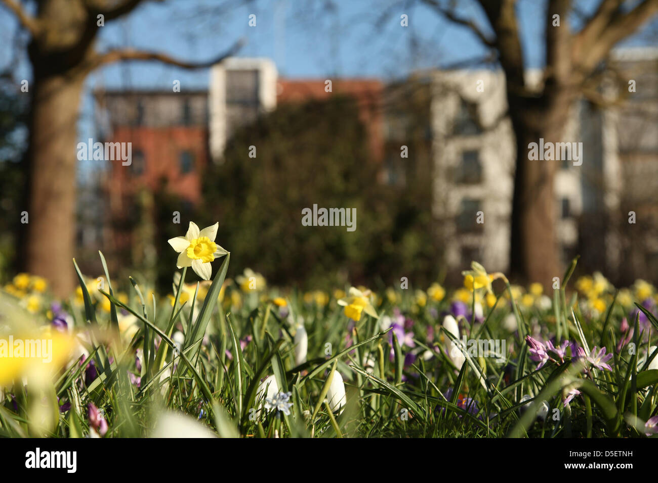 Basingstoke, UK. Il 31 marzo, 2013. Fiori di Primavera in Fiore nel sole di Pasqua in un parco in Hampshire. Il freddo marzo meteo ha ritardato l'inizio della primavera in tutto il paese. Credito: Rob Arnold/Alamy Live News Foto Stock