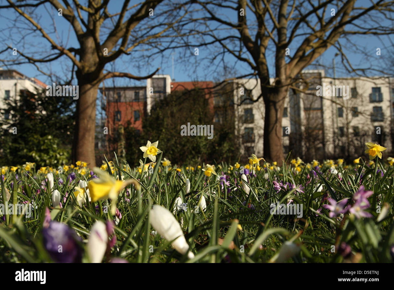 Basingstoke, UK. Il 31 marzo, 2013. Fiori di Primavera in Fiore nel sole di Pasqua in un parco in Hampshire. Il freddo marzo meteo ha ritardato l'inizio della primavera in tutto il paese. Credito: Rob Arnold/Alamy Live News Foto Stock