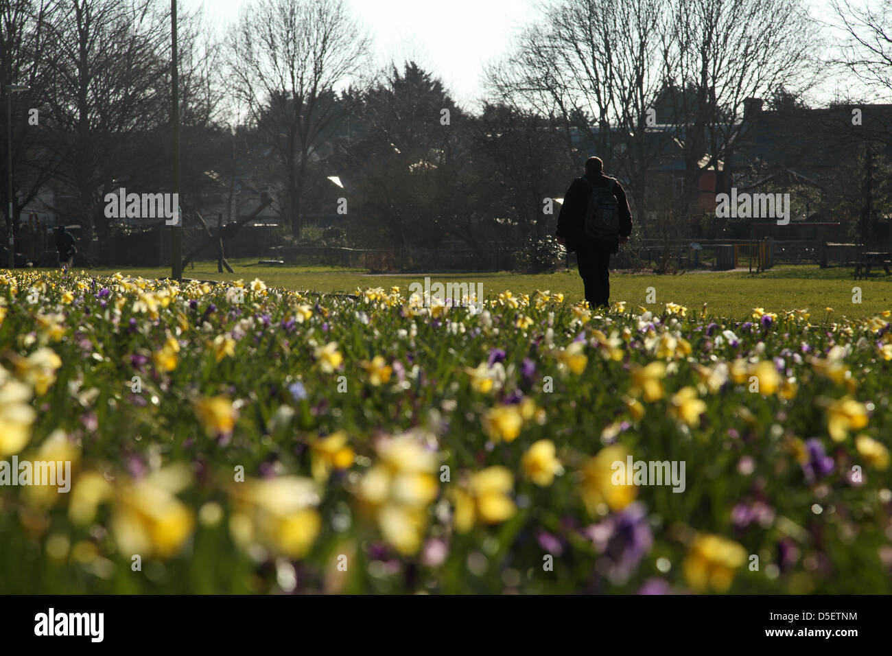 Basingstoke, UK. Il 31 marzo, 2013. Fiori di Primavera in Fiore nel sole di Pasqua in un parco in Hampshire. Il freddo marzo meteo ha ritardato l'inizio della primavera in tutto il paese. Credito: Rob Arnold/Alamy Live News Foto Stock