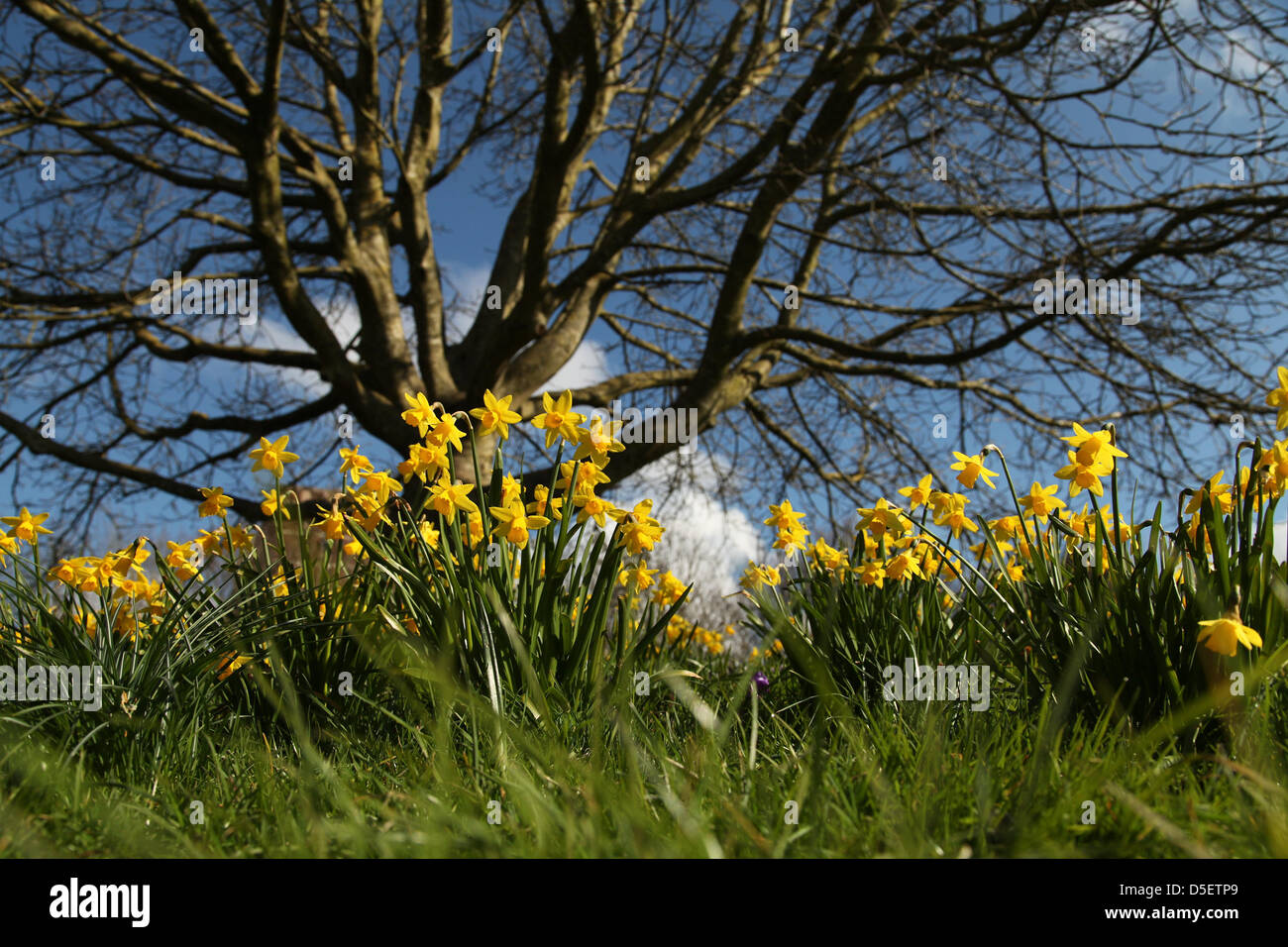 Basingstoke, UK. Il 31 marzo, 2013. I narcisi in fiore nel sole di Pasqua nel Parco Eastrop, Basingstoke la Domenica di Pasqua. Il freddo marzo meteo ha ritardato l'inizio della primavera in tutto il paese. Credito: Rob Arnold/Alamy Live News Foto Stock