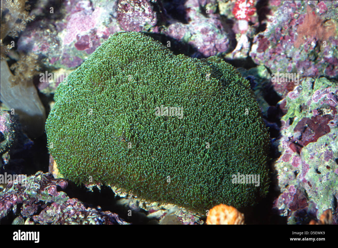 Stella verde polipi, Briareum sp., Briareidae, Indo-pacifico Foto Stock