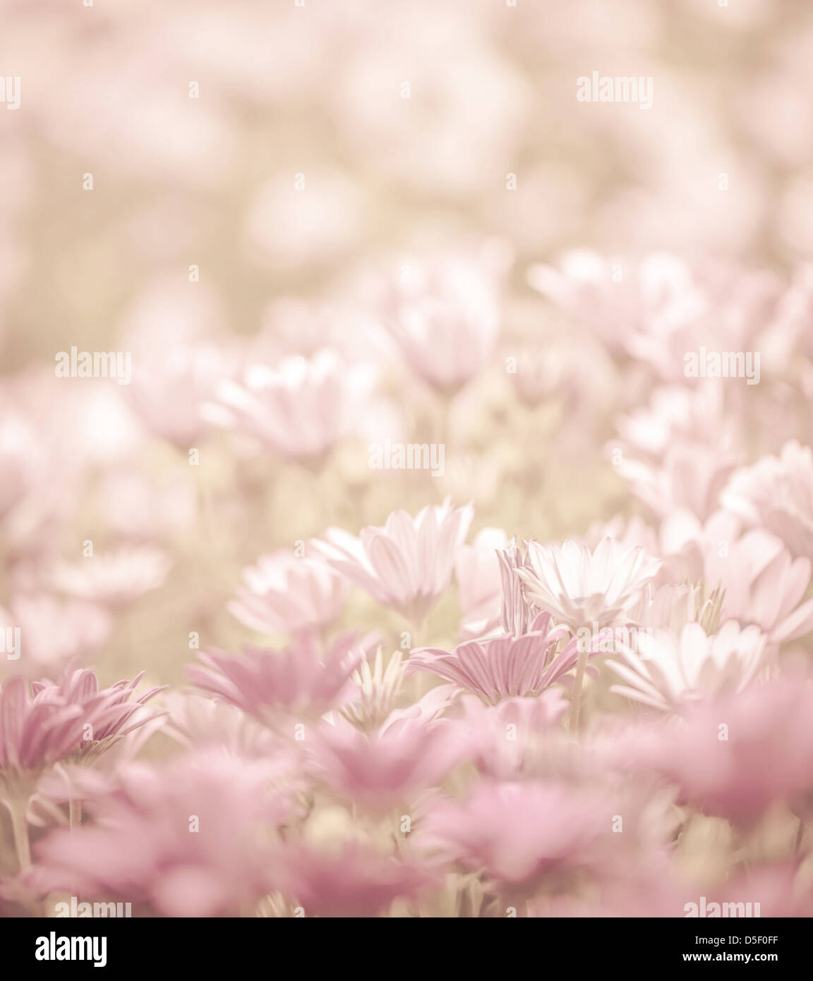 Rosa astratto sfondo floreale, daisy fiori, soft focus primavera la natura, prati in fiore, profondità di campo Foto Stock
