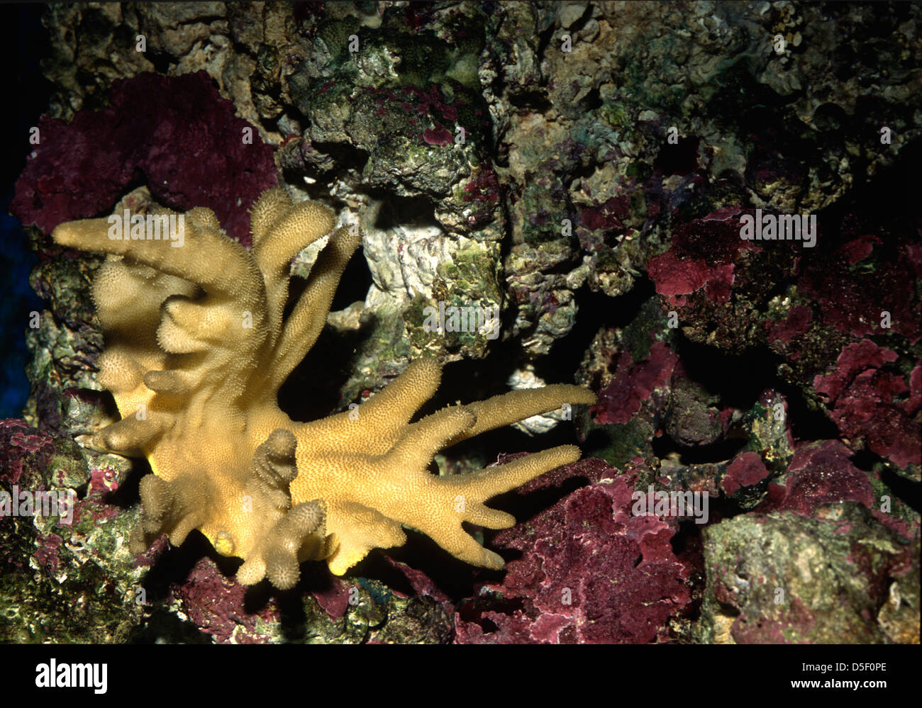Dito Corallo pelle Sinularia sp., , octocoral, Indo-pacifico Foto Stock