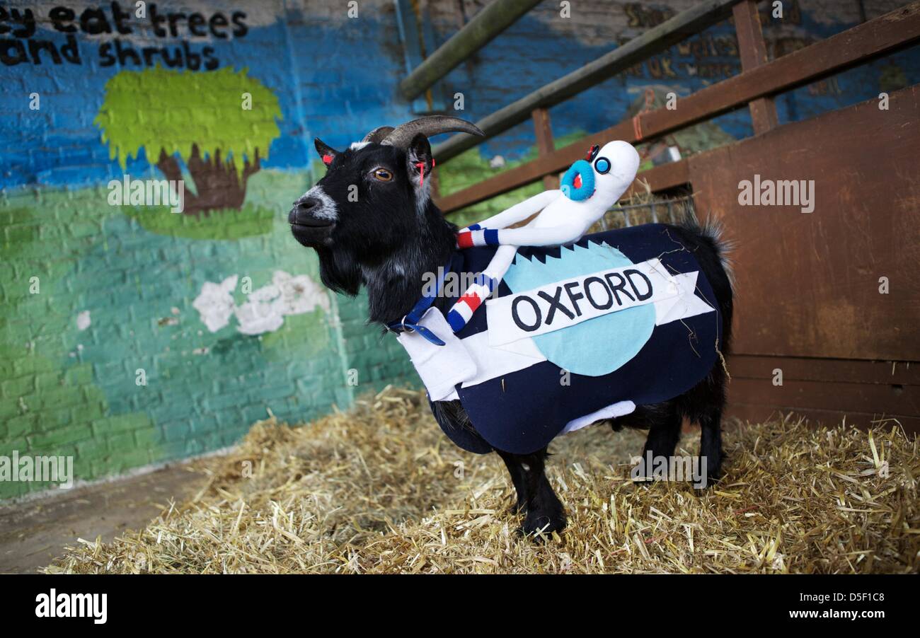 Londra, Regno Unito. Il 31 marzo 2013. Bella, in rappresentanza di Oxford, pone per fotografi dopo la perdita di Barney alla quinta edizione di Oxford e Cambridge "Gara di capra' a Spitalfields CIty Farm a Londra, Gran Bretagna. Barney, rappresentante di Cambridge, ha vinto la gara con un tempo di 1 minuti e 13 secondi. George Henton / Alamy Live News. Foto Stock
